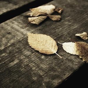 宰杀女畜屠宰场穿刺杆视频全过程
